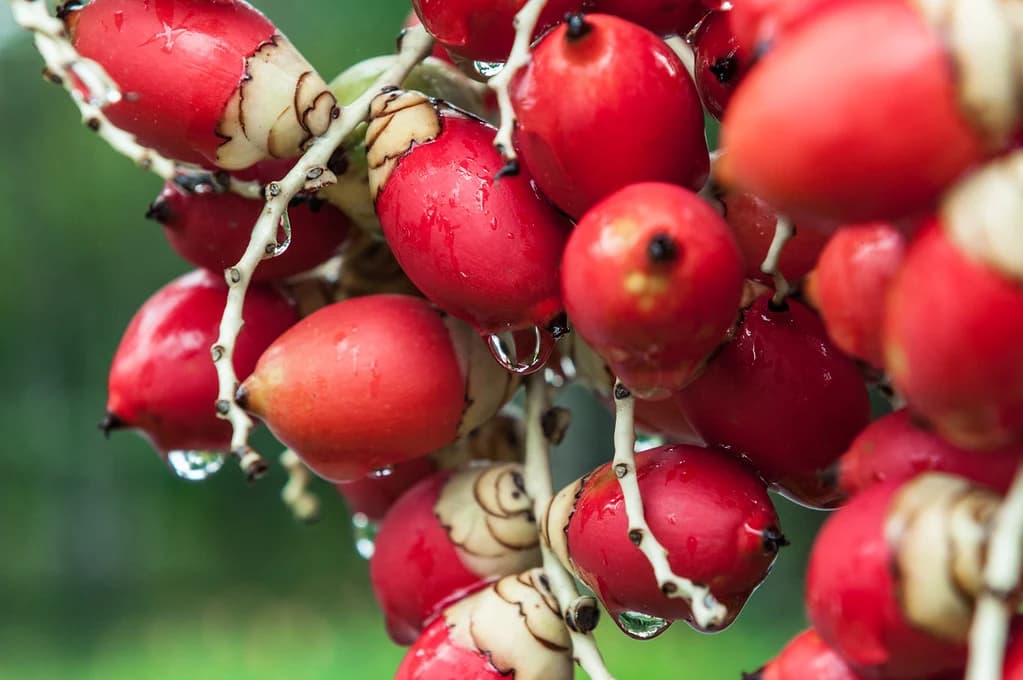 Red tropical fruit grows in a cluster.